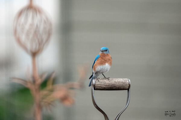 DSC08237-Edit.jpg