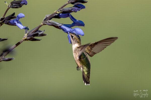 DSC03191-Edit.jpg