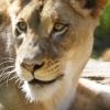 Lioneye